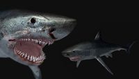 Shark