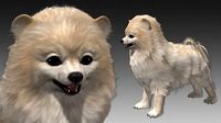 Pomeranian Dog