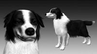 Border Collie Bordernese dog