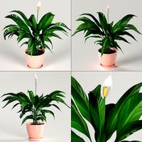 Indoor plants - Spathiphyllum
