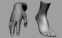 Female Hand Foot
