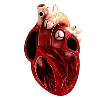 Human heart sector