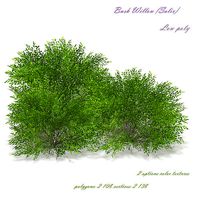 Bush Willow  Salix purpurea Nana