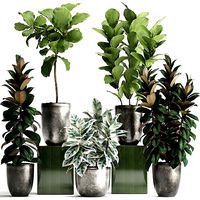 Collection of Exotic plants Ficus trees 350