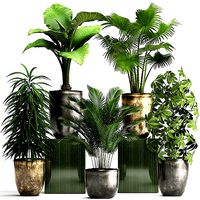 Collection Exotic plants 354