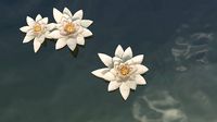 Waterlily in bloom