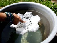 Honeychamberrose by Semml