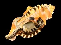 Seashell 3D Model