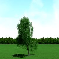 Willow (Salix) Tree 3d Model