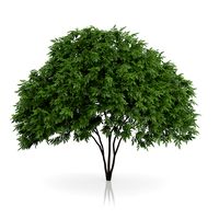 Elderberry Tree (Sambucus nigra) 2.5m
