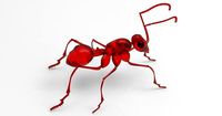 Animal - ant
