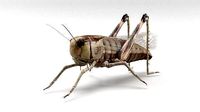 locust