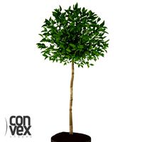 Potted Plant17 3D Model