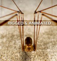 Spider Pholcus Phalangioides (rigged)