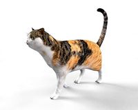 Calico Cat Rigged