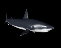 White shark