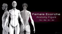 Female Ecorche - Anatomy Study
