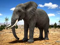 African Elephant Rigged for 3dsmax