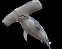 Hammerhead Shark Rigged