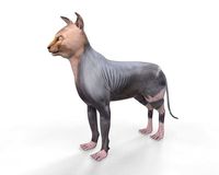 Sphynx Cat Rigged