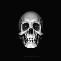 Human Skull Model