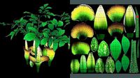 Flower Titan Arum