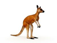 Kangaroo 1
