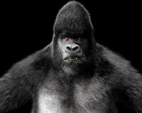 Silverback Mountain Gorilla Rigged Hair fur