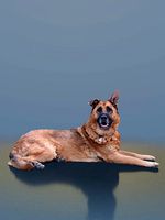 Pepper 10453 - Sitting Dog Shepherd
