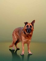 Pepper 10470 - Standing Dog