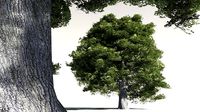 EVERYPlant English Oak 05 -- 10 Models