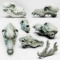 Canine skull for the Medical Area 3D model 3D model