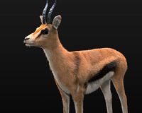 Thompson Gazelle Rigged Hairs