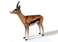 Thompson Gazelle Rigged