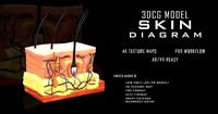 Skin Cross Section