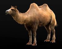 Bactrian Camel Rigged Hairs