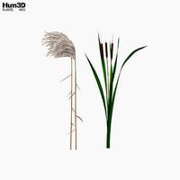 The Reed