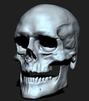 Male Skull