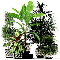 Plants collection 189