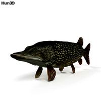 Northern Pike HD