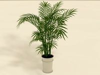 Areca Palm plant pot