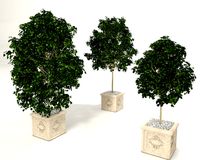 Ficus benjamina 3x pot plant