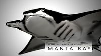 Manta Ray