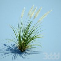 weed