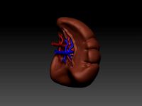 Spleen | 3D