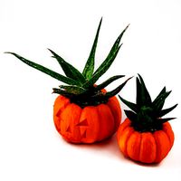 Pumpkin Planter - Halloween Planter - Cactus Planter  Cactus Pot | 3D