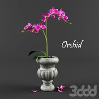 orchid