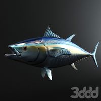 Tuna Fish