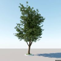 Generic Tree A2 3D Model