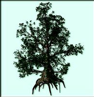Black Oak 5